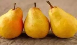 瓜楼的果实怎么吃