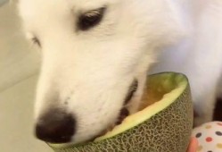 吃瓜群众看我吃瓜视频,跟随我一起探索吃瓜视频的魅力