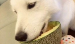 吃瓜群众看我吃瓜视频,跟随我一起探索吃瓜视频的魅力