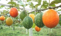 吊瓜适合和什么一起吃