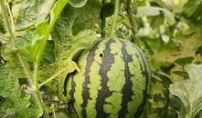 亲子头像吃瓜,揭秘明星家庭温馨瞬间