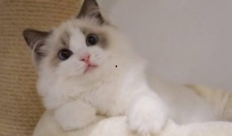 布偶猫吃瓜围观,萌宠视角下的趣味生活瞬间