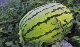 红光路吃瓜,揭秘吃瓜群众的狂欢盛宴