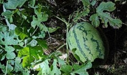 吃瓜视频偷西瓜,吃瓜视频里的西瓜诱惑