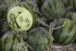 瓜哥吃瓜野生厨房视频,揭秘幕后趣事与美食之旅