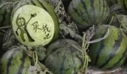 瓜哥吃瓜野生厨房视频,揭秘幕后趣事与美食之旅