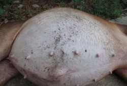 吃乳瓜胃胀,揭秘原因及预防措施
