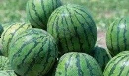 吃瓜路上吃瓜,品味人间百态