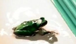 蛙蛙吃瓜视频,揭秘网络红人的趣味日常