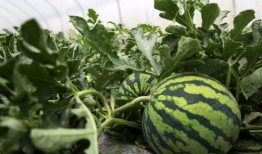 各种瓜吃瓜私,揭秘吃瓜私成的秘密世界