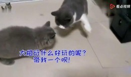 猫咪大战吃瓜群众,猫咪与吃瓜群众的趣味对决