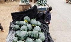 安平吃瓜事件,一场网络狂欢背后的真相与反思