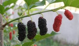 谷雨木木吃大瓜,揭秘吃大瓜的欢乐时光