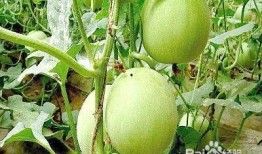 瓜楼的果实怎么吃