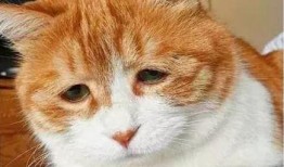 吃瓜群众经历什么,见证娱乐圈风云变幻的幕后故事