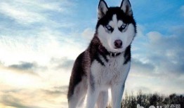 哈士奇吃瓜小幸福,小幸福生活大揭秘