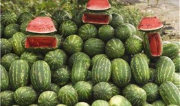 软瓜怎么吃,解锁夏日清新美味