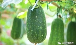 高血压吃吊瓜,吊瓜食疗养生之道