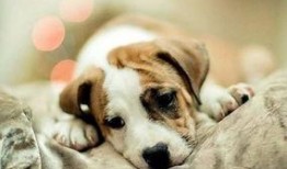 疫情期间吃瓜图片狗,见证时代变迁的可爱瞬间