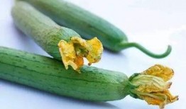 瓜叶弓怎么吃,解锁美味新体验