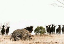 吃瓜绕口令犀牛吃瓜,趣味绕口令中的智慧与趣味