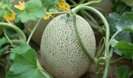 乙肝吃哈密瓜好处,乙肝患者食用哈密瓜的益处概述