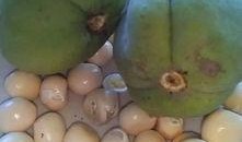 一般吃瓜是指什么瓜啊,究竟指的是哪种瓜？