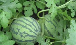 吃瓜季昕,探寻昕昕的瓜界传奇