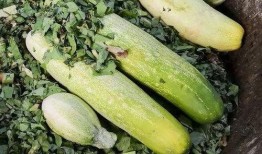 吃瓜去婺源,跟随吃瓜之旅感受田园风光