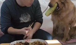 qq吃瓜表情咋没了,探寻背后原因