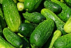 夏天吃瓜的歌,跟随歌曲感受清凉一夏