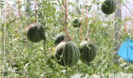 瓜哥吃瓜野生厨房视频,揭秘幕后趣事与美食之旅