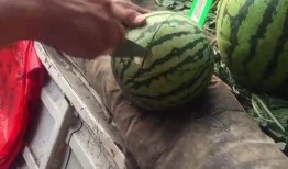 吃流行瓜,那些年我们一起吃过的“流行瓜”