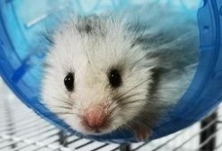 淘宝金丝熊衣服吃瓜,吃瓜群众的新时尚潮流