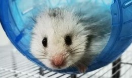 淘宝金丝熊衣服吃瓜,吃瓜群众的新时尚潮流