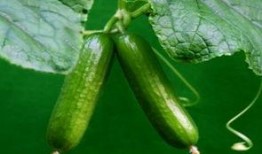 吃瓜荷兰,揭秘荷兰人的独特饮食习惯与美食文化