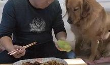 金毛阿妹吃瓜,金毛阿妹的瓜田奇遇记