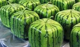 便携吃瓜网,轻松掌握娱乐圈最新动态，随时随地畅享娱乐盛宴