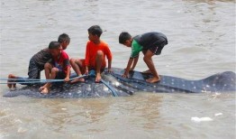 舟山吃瓜渔民事件,一场引发社会关注的海洋争议