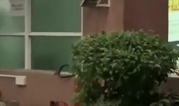 温泉湖吃瓜新闻事件,揭秘网络舆论的风暴与真相