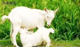 小羊51吃瓜,吃瓜群众的欢乐盛宴