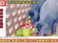 骑着猪吃瓜,一场奇妙的骑猪食瓜之旅