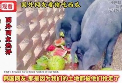 骑着猪吃瓜,一场奇妙的骑猪食瓜之旅