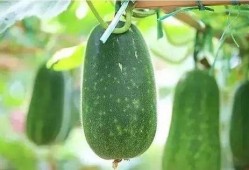 吃瓜十八第5集,揭秘神秘事件，悬念迭起引观众热议