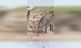 骑着猪吃瓜,一场奇妙的骑猪食瓜之旅