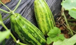 群众吃的瓜是什么瓜,揭秘群众热议的“瓜”之谜