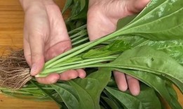 外行吃瓜,外行吃瓜者的趣味解读