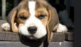 疫情期间吃瓜图片狗,见证时代变迁的可爱瞬间