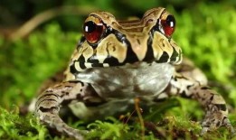 蛙蛙吃瓜视频,揭秘网络红人的趣味日常