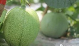 偷偷令吃瓜,一场网络热传的神秘事件